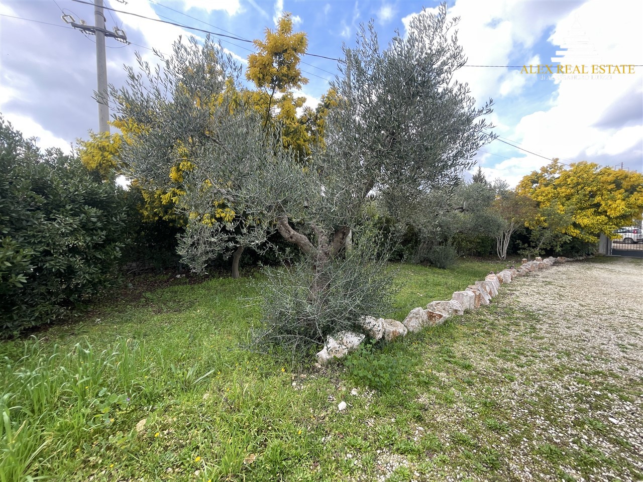 31