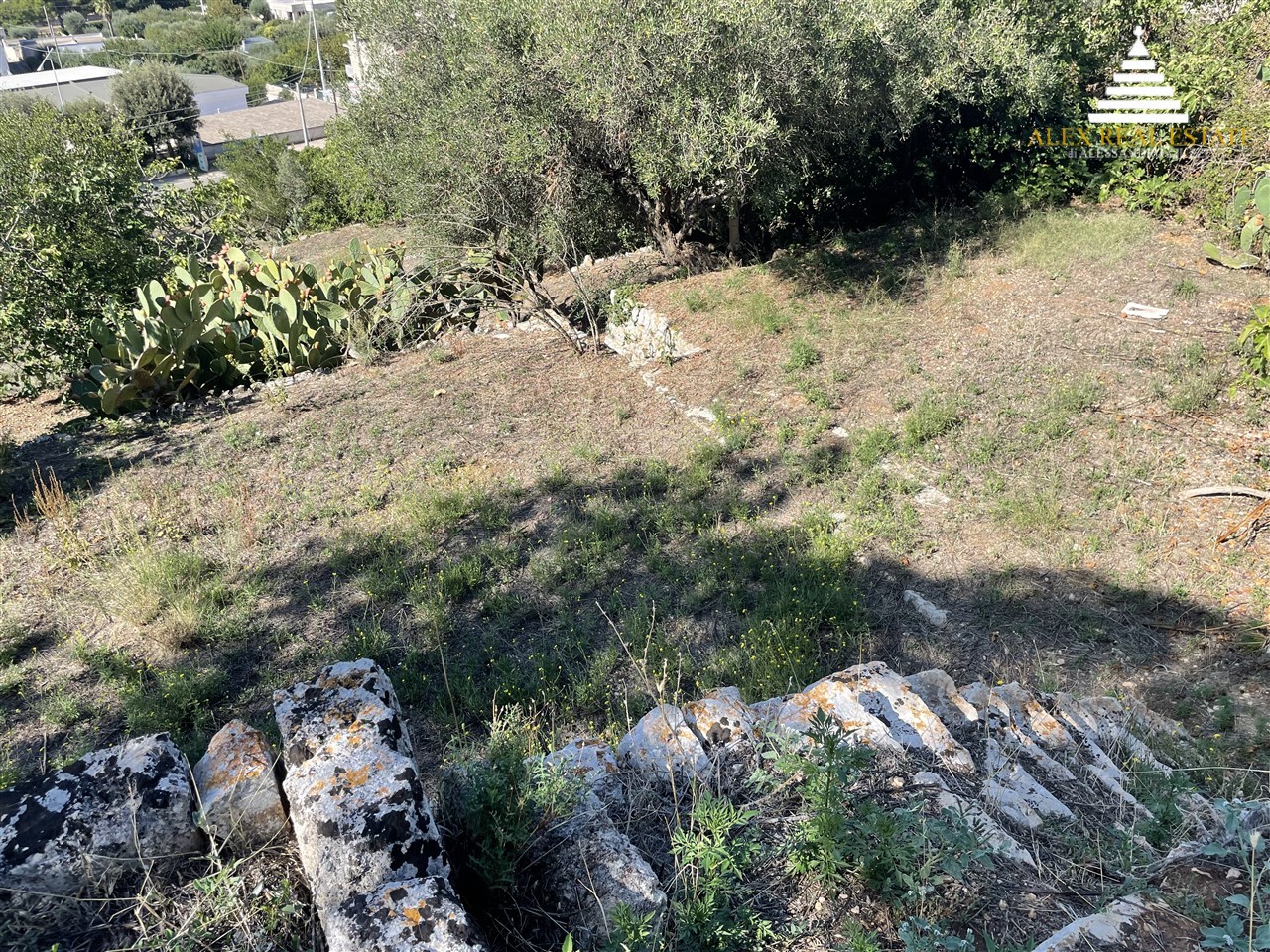 medie_00039